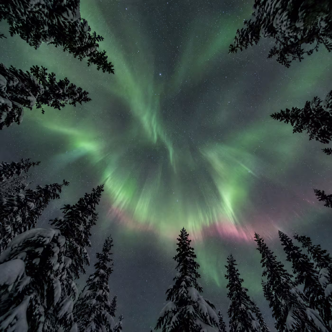 An aurora corona rippling overhead, seen straight up through the tips of black spruce