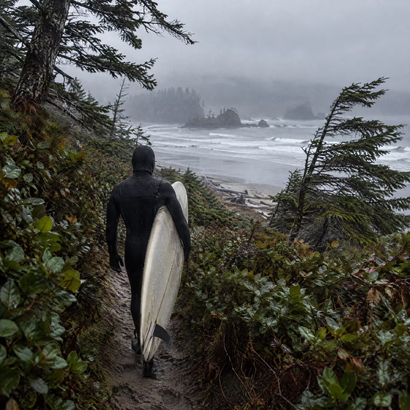 A surfer carrying a longboard up a sandy path through salal in the rain