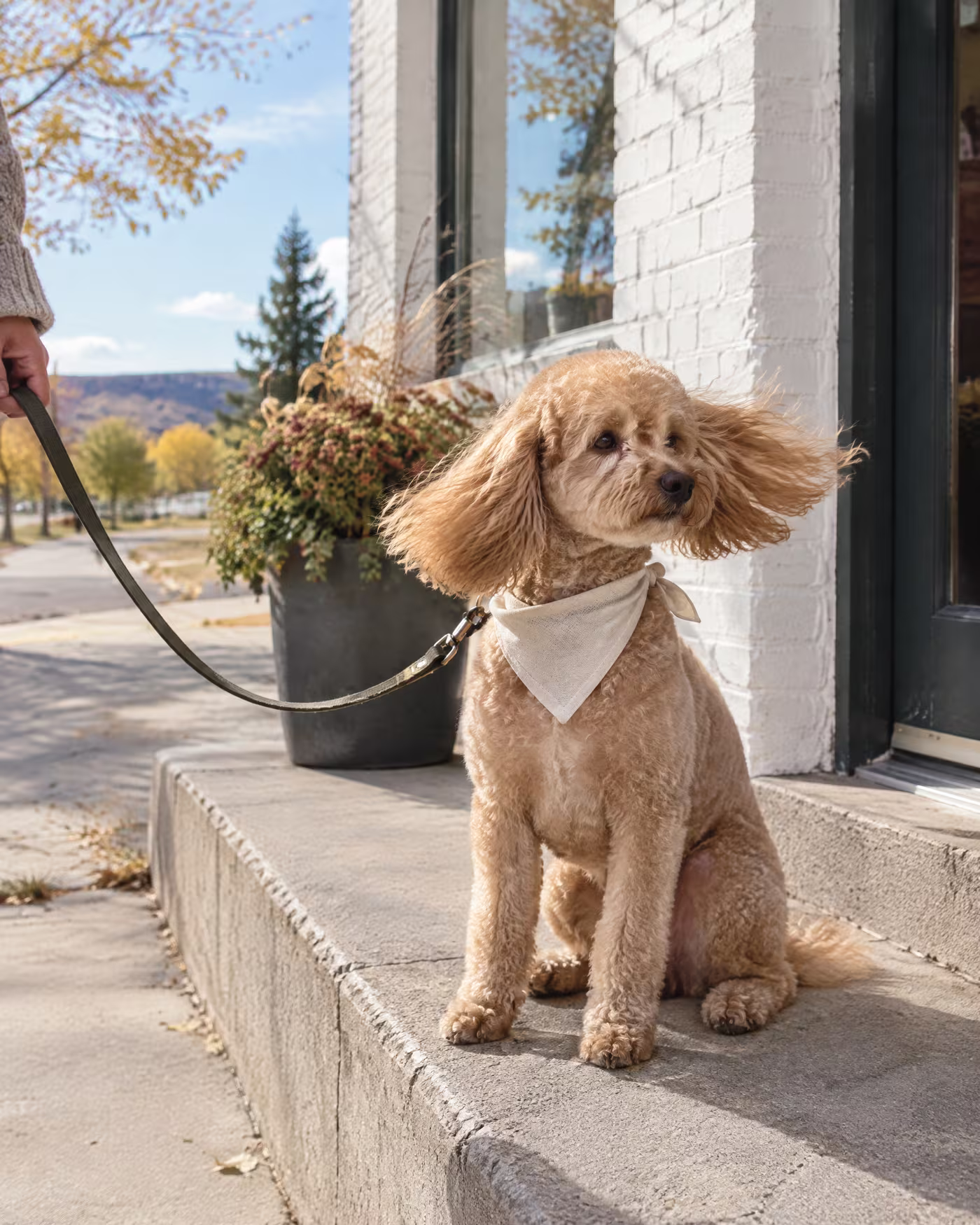 A freshly groomed apricot poodle mix on the front step, ears blowing in the wind